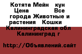 Котята Мейн - кун › Цена ­ 19 000 - Все города Животные и растения » Кошки   . Калининградская обл.,Калининград г.